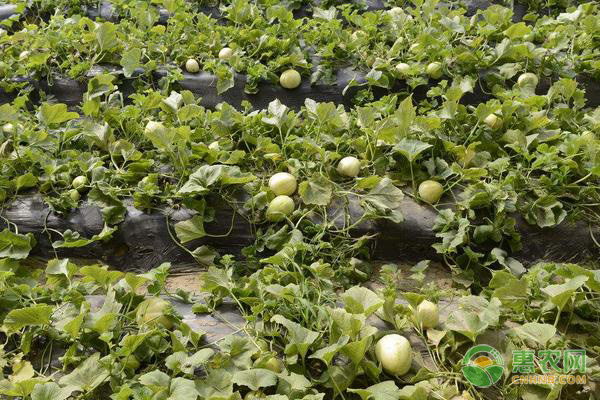 南方3月适合种什么水果