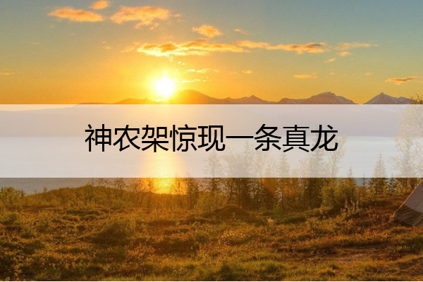 神农架惊现一条真龙 神农架惊现一条真龙视频