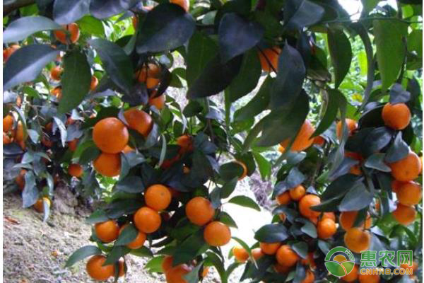 金钱橘种植时比较害怕强光还是湿度过高