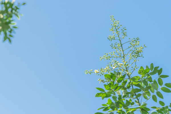 菩提树是什么意思