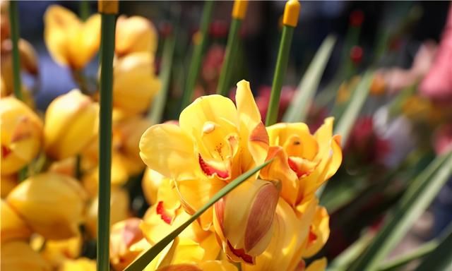 春节到,逛广州最大的岭南花卉市场,买盆年花就过年!图3