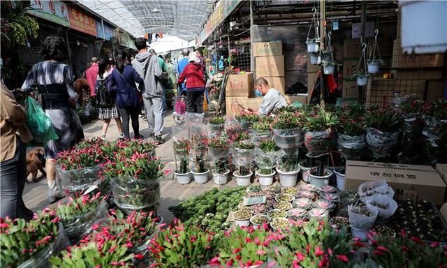 春节到,逛广州最大的岭南花卉市场,买盆年花就过年!图12