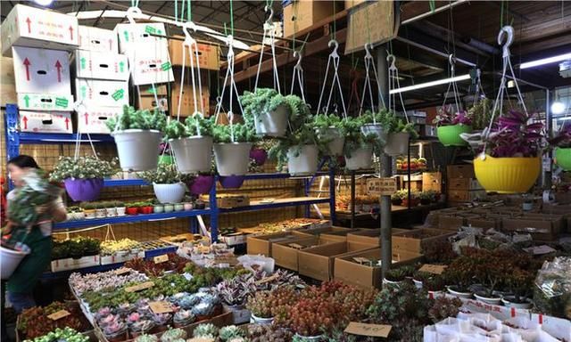 春节到,逛广州最大的岭南花卉市场,买盆年花就过年!图13