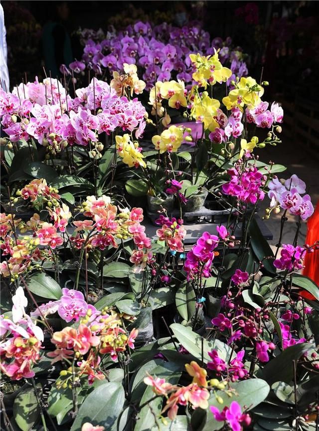 春节到,逛广州最大的岭南花卉市场,买盆年花就过年!图14