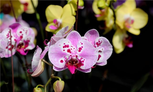 春节到,逛广州最大的岭南花卉市场,买盆年花就过年!图15