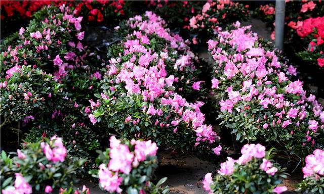 春节到,逛广州最大的岭南花卉市场,买盆年花就过年!图16