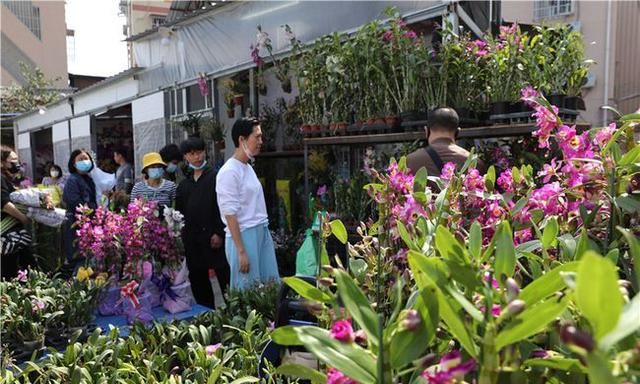 春节到,逛广州最大的岭南花卉市场,买盆年花就过年!图19