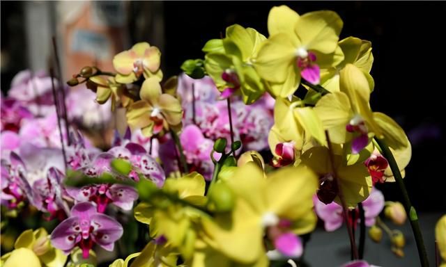 春节到,逛广州最大的岭南花卉市场,买盆年花就过年!图21