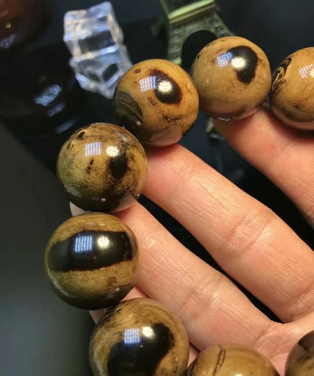 什么是海柳,什么是海柳啊图32