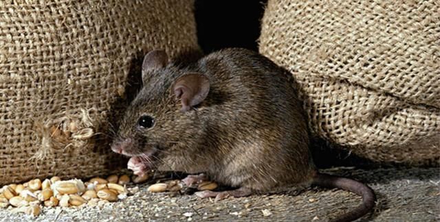 为什么家里密不透风,老鼠还能钻进来呢图1