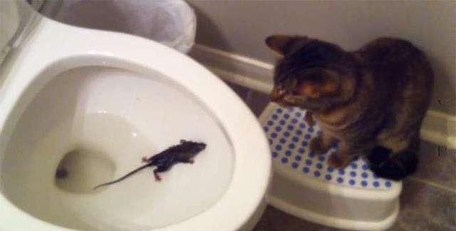 为什么家里密不透风,老鼠还能钻进来呢图4