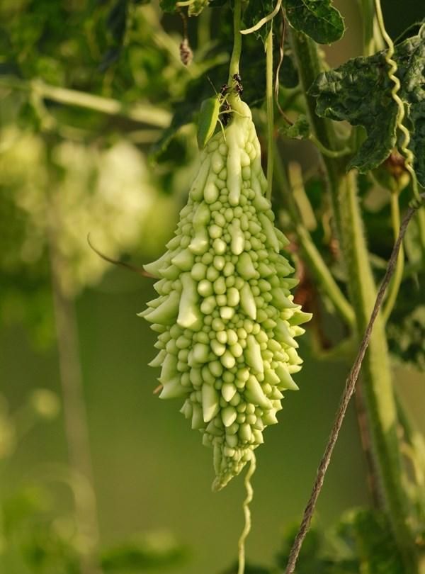 北方苦瓜一样的水果(类似苦瓜的南方水果)图1