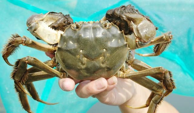 为什么死掉螃蟹不能吃?用科学的方式告诉你图9