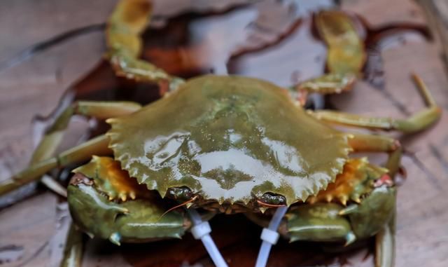 顶级黄油蟹多少钱一斤,黄油蟹900元一只图6