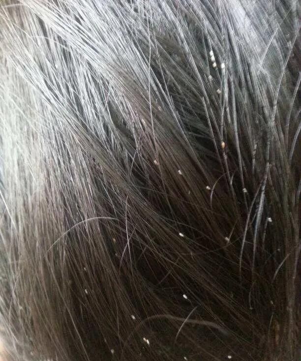 毛发长的动物是什么图2