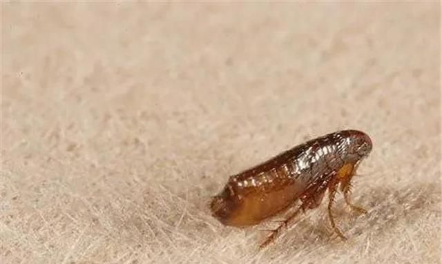 毛发长的动物是什么图3