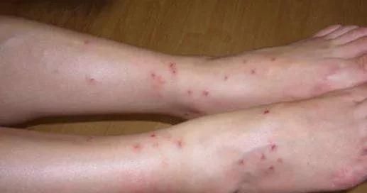 毛发长的动物是什么图4