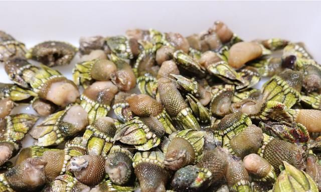 这些海螺你吃过吗 怎么吃味道更佳呢