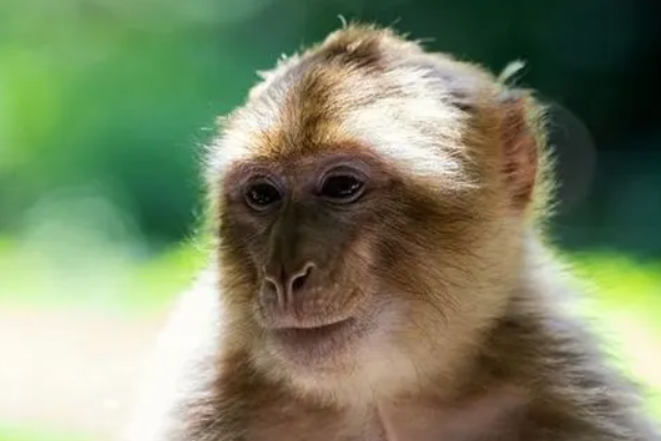 1992年属什么生肖