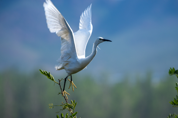 分界洲岛在哪里