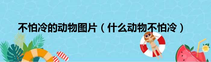 不怕冷的动物图片 什么动物不怕冷