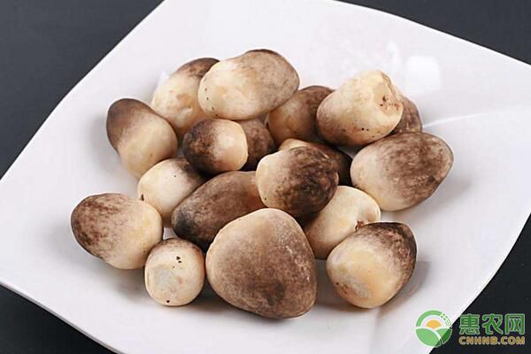 草菇的产地在哪 如何保鲜时间久