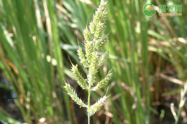 稗草是直根系还是须根系 和禾苗有什么区别