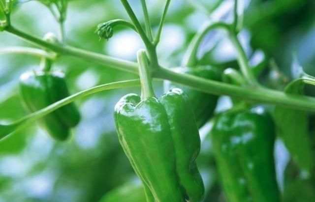 青椒怎么保存时间久 青椒怎么冻起来保存