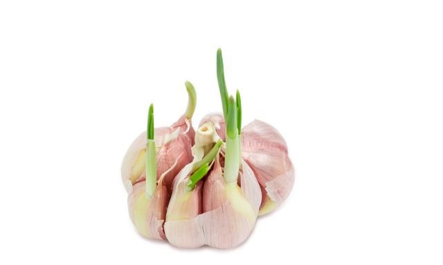 这些食物发芽了,到底还能不能吃?80%的人不知道图3