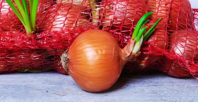 这些食物发芽了,到底还能不能吃?80%的人不知道图4