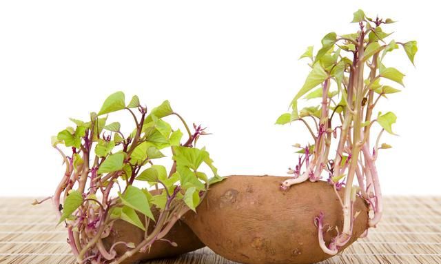 这些食物发芽了,到底还能不能吃?80%的人不知道图10