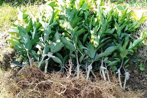 柑桔树苗价格多少钱一株 怎样挑选优质的柑桔树苗