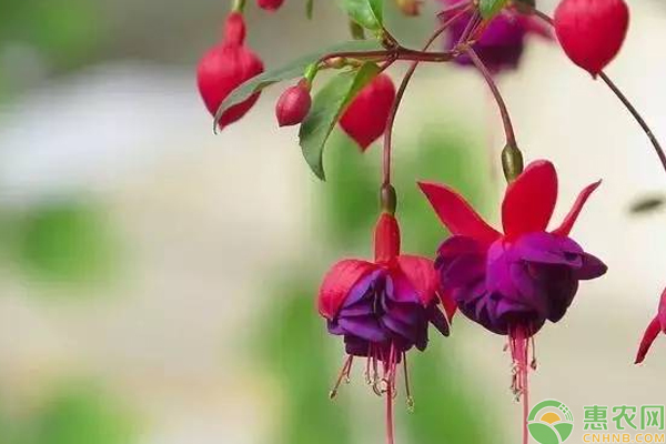 哪些绿植开的花卉像小灯笼