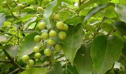 常见中药樟脑(中药樟脑的危害)图2