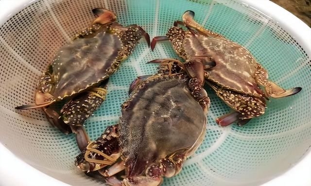 网上买梭子蟹为什么都是冷冻的 为什么梭子蟹都是速冻卖