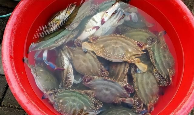 网上买梭子蟹为什么都是冷冻的,为什么梭子蟹都是速冻卖图3