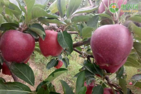 花牛苹果产地在哪里 花牛苹果与蛇果有何区别