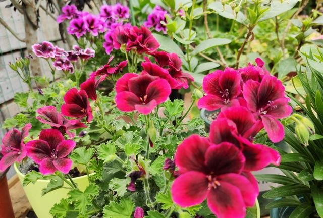 什么花一年四季都可以养