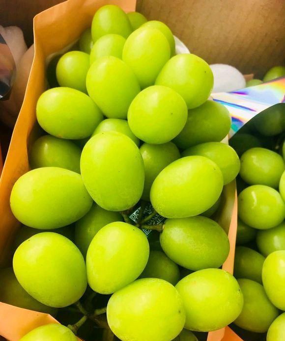 日本晴王葡萄和阳光玫瑰的区别(日本香印晴王葡萄比阳光玫瑰怎样)图3