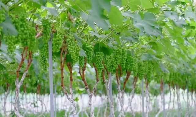 日本晴王葡萄和阳光玫瑰的区别(日本香印晴王葡萄比阳光玫瑰怎样)图4