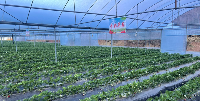 今年冬天的第一颗草莓