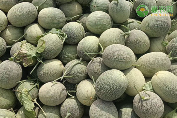 西州蜜瓜产地在哪 西州蜜瓜要怎么挑甜的