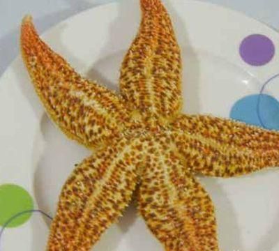 海星能吃吗(海星四个角跟五个角区别)图3