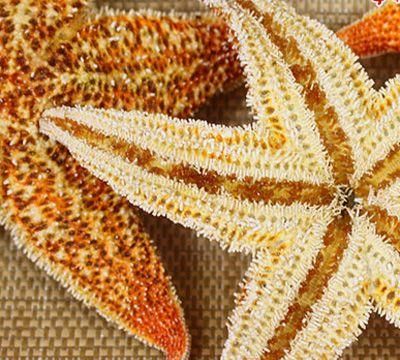 海星能吃吗(海星四个角跟五个角区别)图4