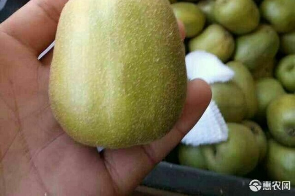 红香妃猕猴桃产地在哪