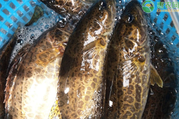 斑鳜产地在哪里 和鳜鱼有什么区别