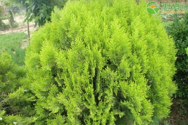 侧柏树一般都种在哪里 侧柏树特征及用途