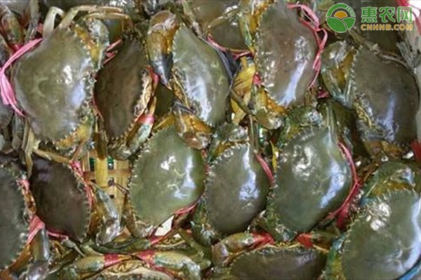 铁蟹和肉蟹的区别在哪 铁蟹怎么做好吃