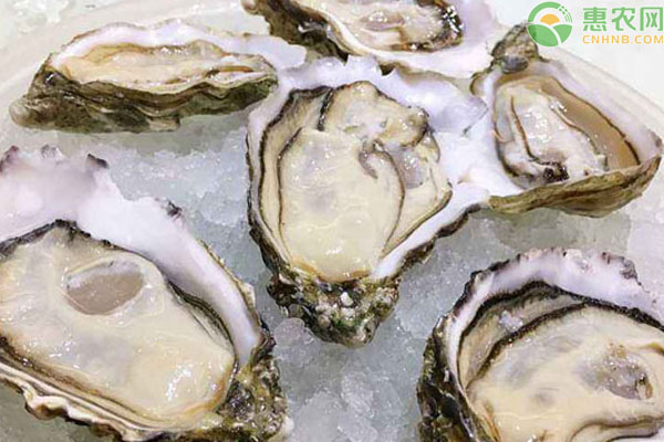 台山蚝的产地在哪 台山蚝和湛江蚝哪个好