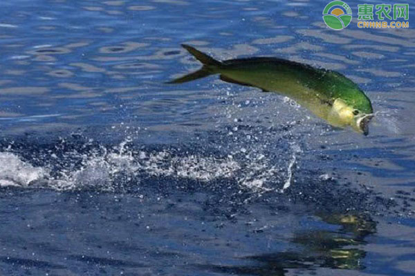 鬼头刀鱼产地在哪 鬼头刀鱼要怎么钓